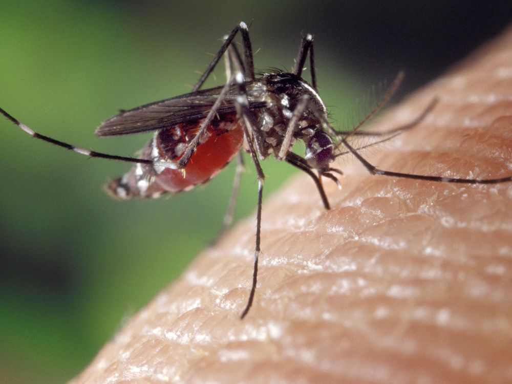 A close-up of a blood-engorged mosquito feeding on human skin