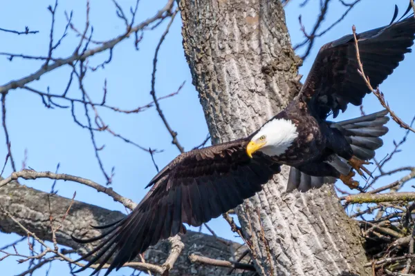 Our National Symbol Takes Off thumbnail