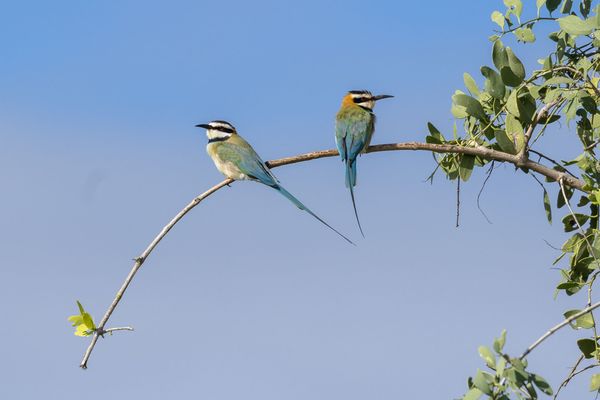 White-throated bee-eaters on a branch (Merops albicollis) thumbnail