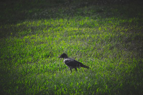 A Raven in the Meadow thumbnail