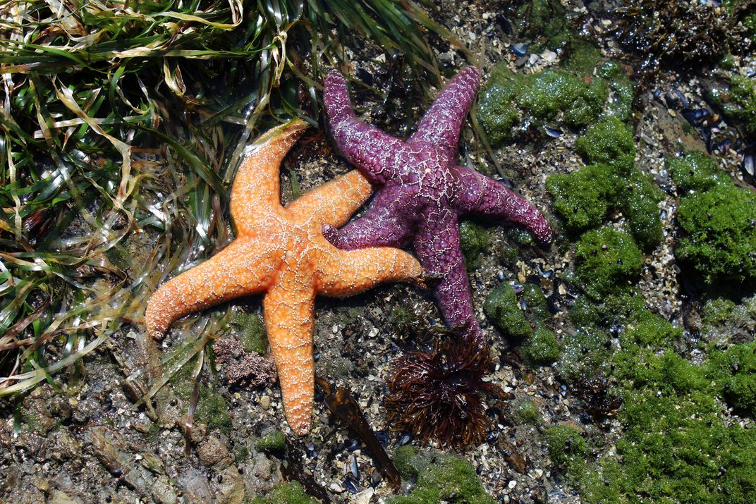 Sea stars at low tide | Smithsonian Photo Contest | Smithsonian Magazine