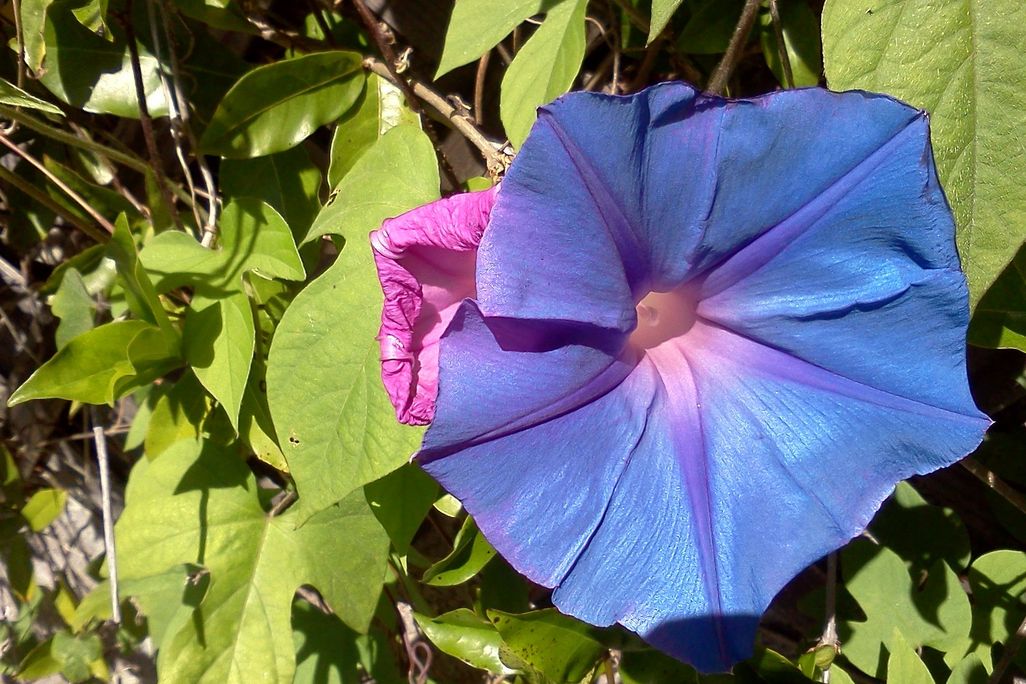 Morning Glory