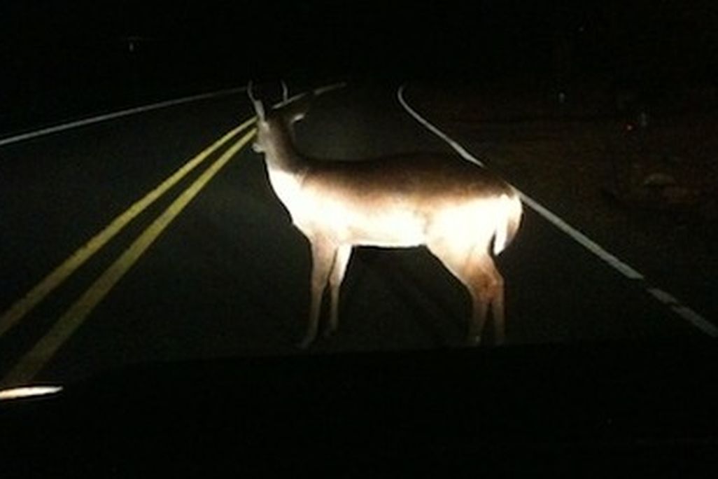 Deer in headlights