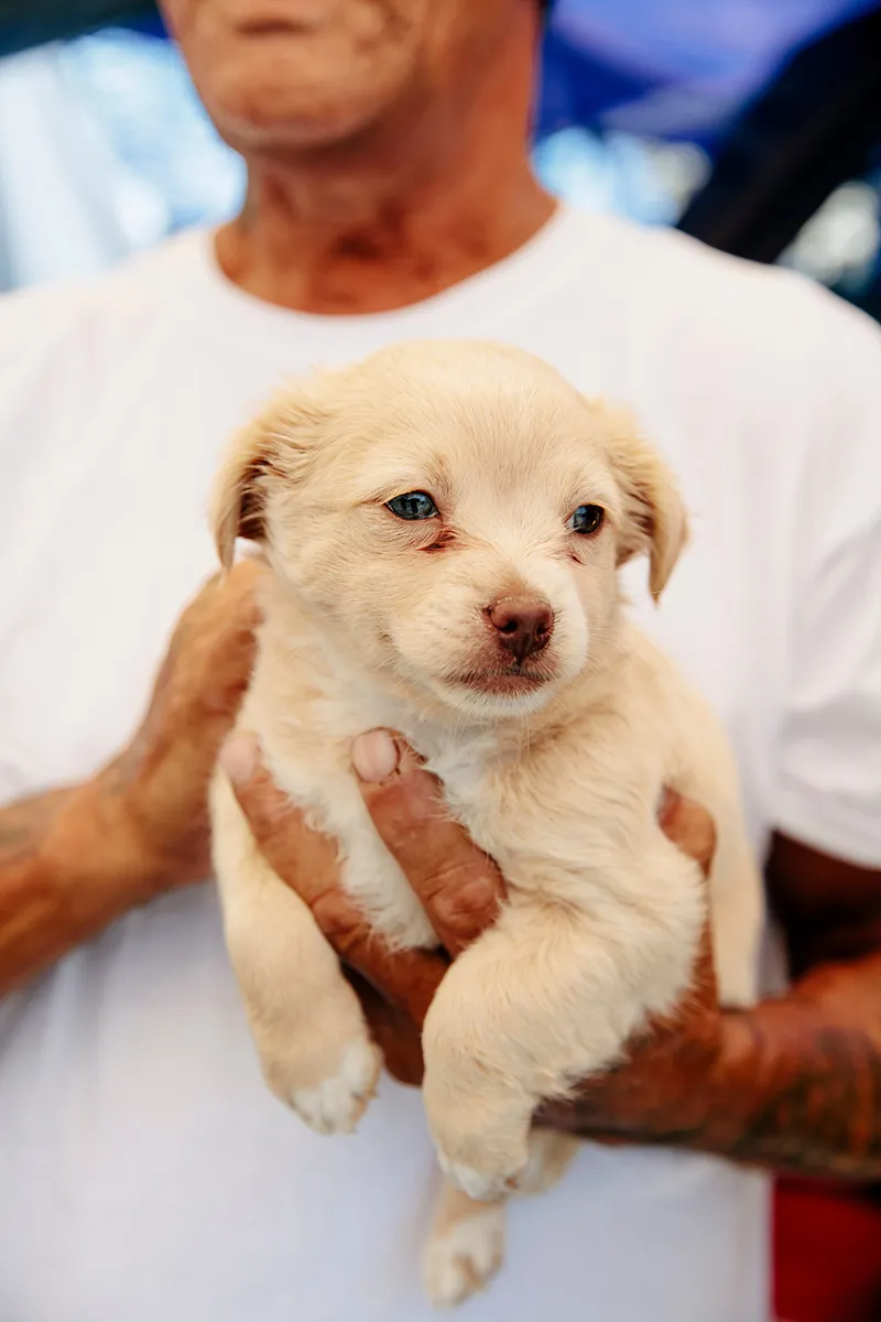 A 6-week-old puppy