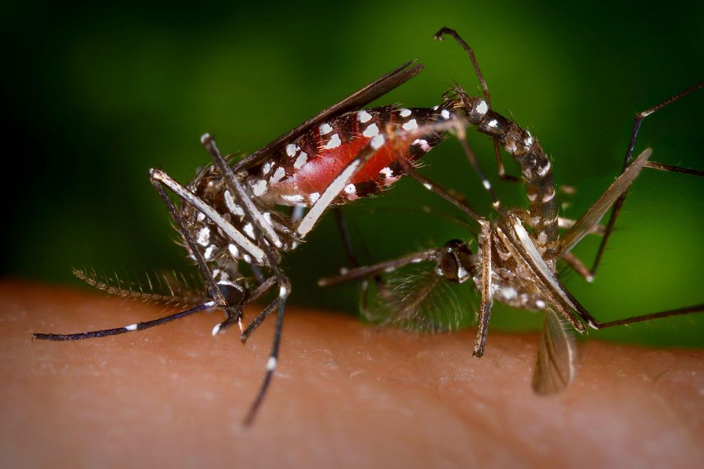 CDC-Gathany-Aedes-albopictus-4409.jpg