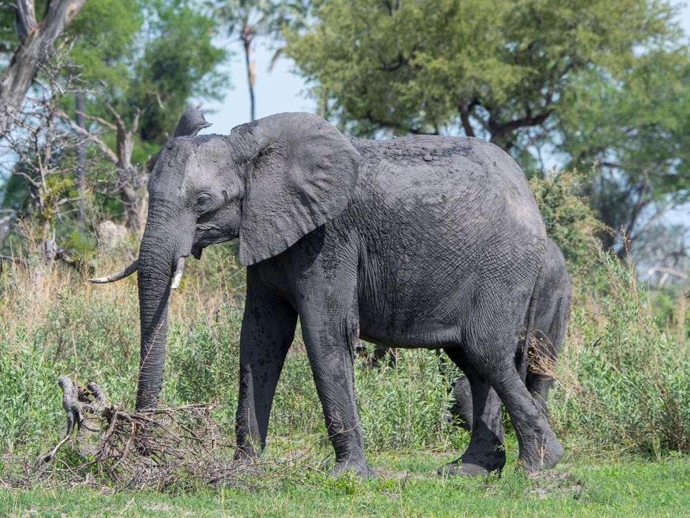 An elephant in the southeast Okavango Delta, Botswana in 2019