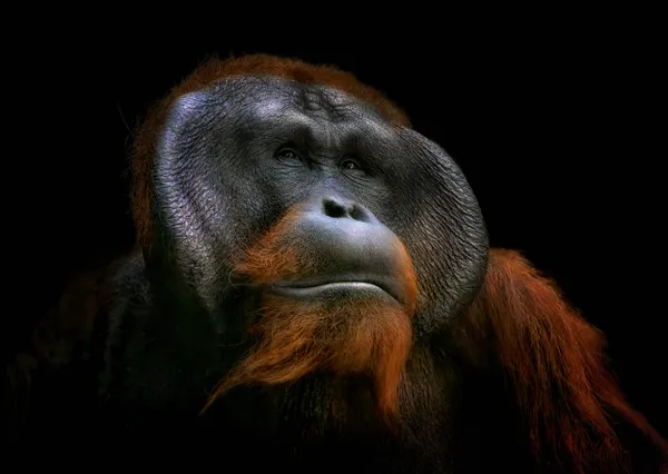 Bornean orangutan thumbnail
