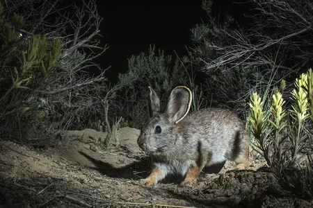 The Columbia Basin pygmy rabbit relies on sagebrush for food and shelter, but the shrub has nearly disappeared. It&#39;s also slow to regrow: it takes about two decades, or ten pygmy rabbit lifetimes.

