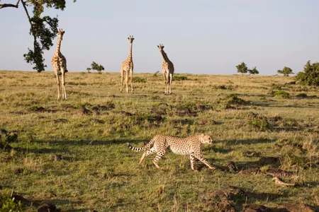 A cheetah stalks past a herd of giraffes in Kenya's Masai Mara National Reserve.