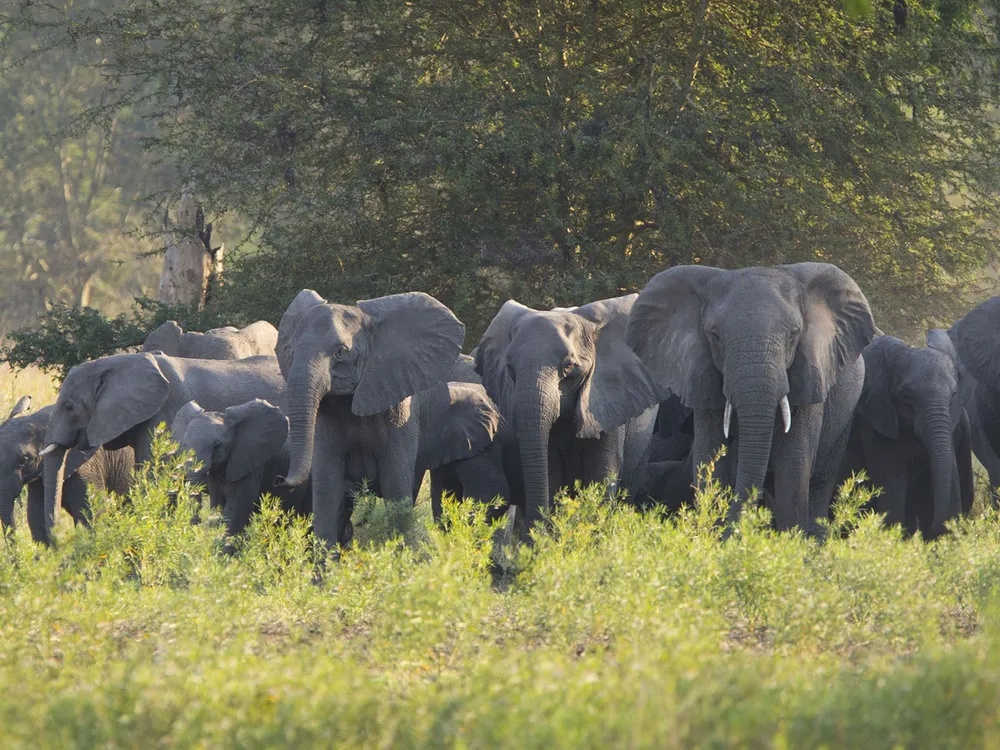 Elephants in Gorongosa