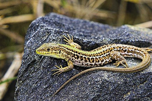 Lizards on Greek islands