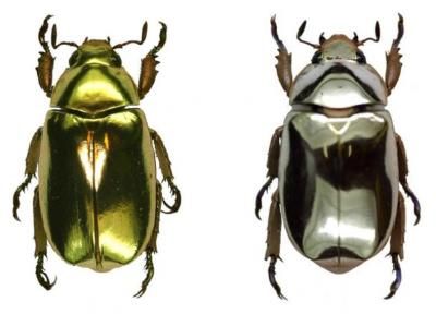 The Gold and Silver Beetles of Costa Rica