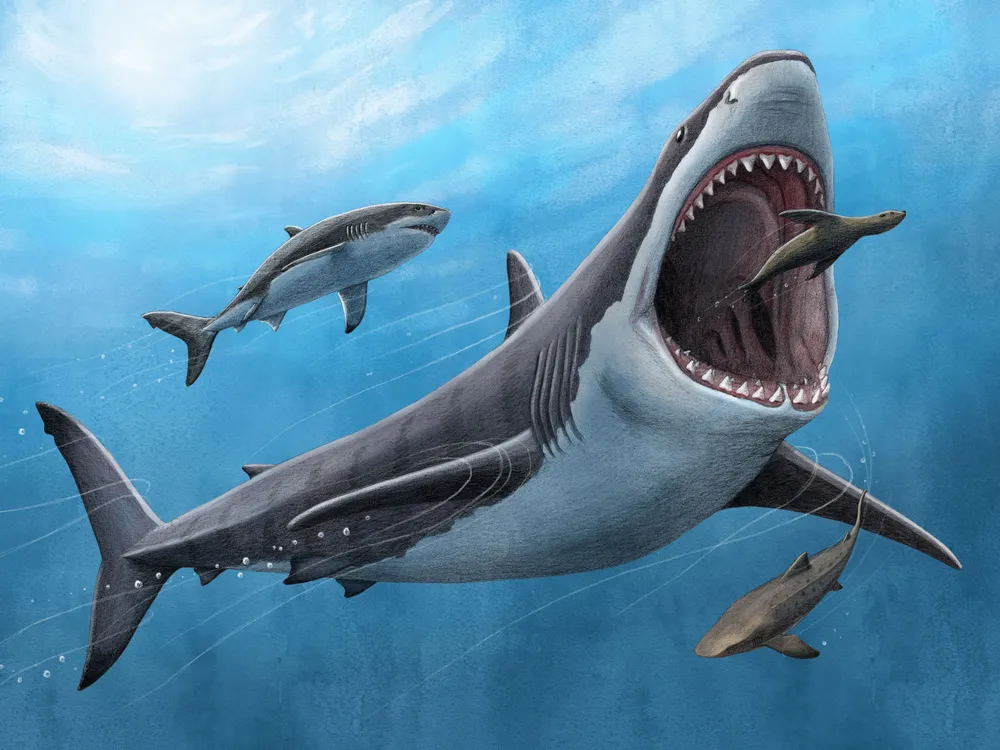 a drawing of a massive megalodon eating a sea lion-like animal with smaller sharks nearby