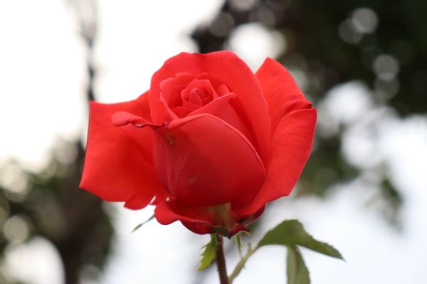 British rose thumbnail