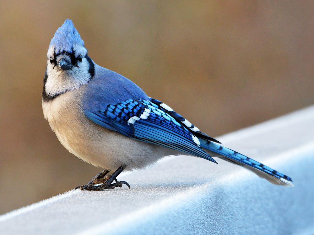 Songbirds That Learn To Make New Sounds Are The Best Problem Solvers Smithsonian 4246