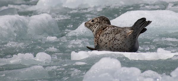 Harbor Seal on mini iceberg in Alaskan fjord thumbnail