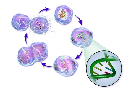 An illustration depicting the life cycle of a cancer cell