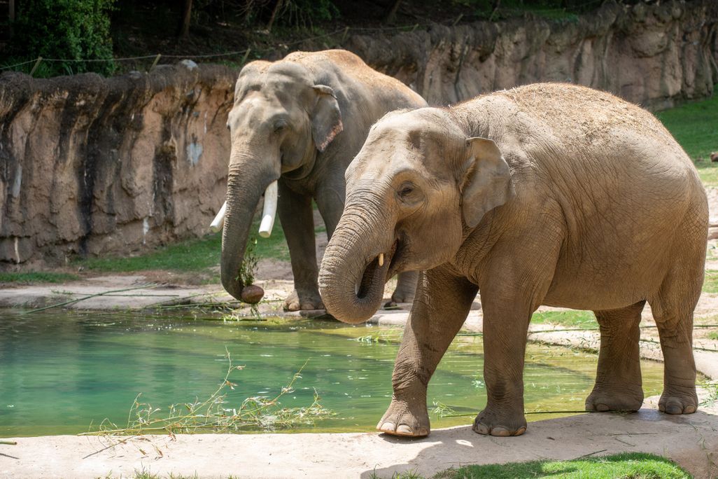 two elephants in zoo enclosure