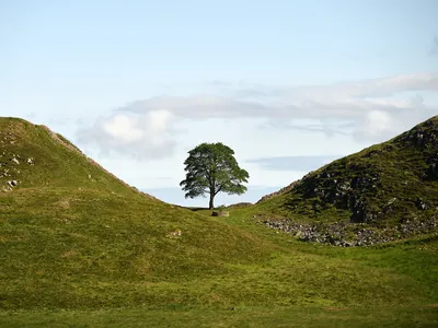 How Do You Honor a Fallen Tree? In England, a Sound Sculpture Will Broadcast the 'Voice' of a Beloved Sycamore Felled Near Hadrian’s Wall image