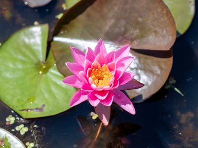 A flower with bright pink petals and a yellow interior blooms on the surface of a water near several green and brown lily pads.
