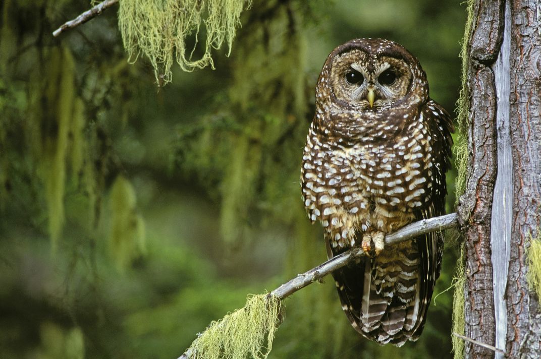 Owl sitting on branch
