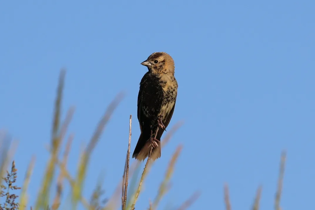 A bird sitting perched atop a branch with blue sky in the background
