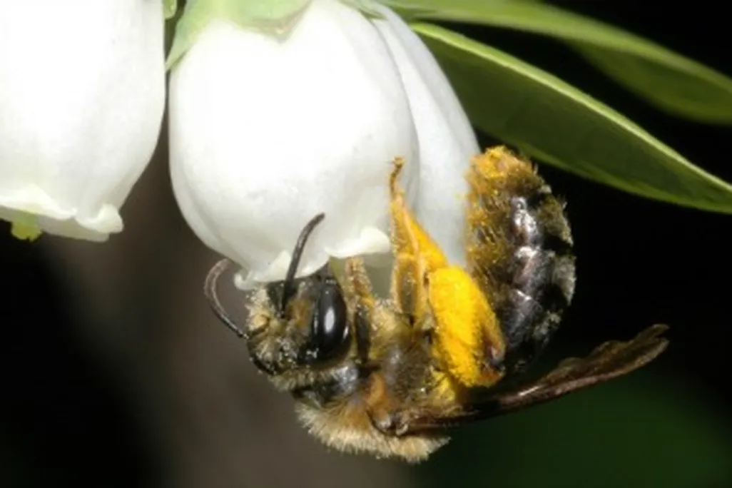 Wild bees