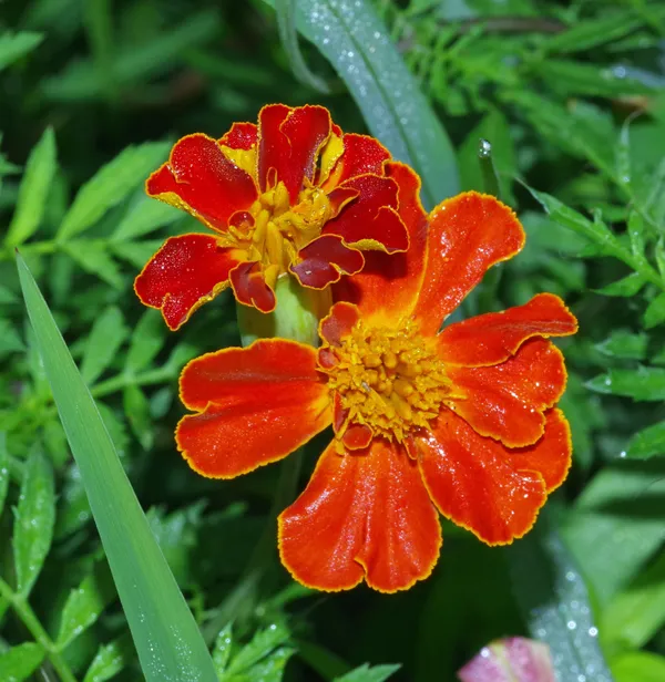 2 Marigold Flowers thumbnail