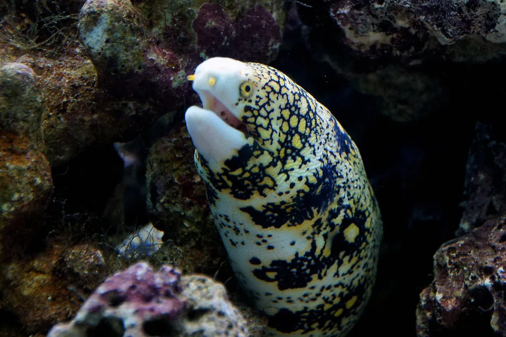 snowflake moray eel
