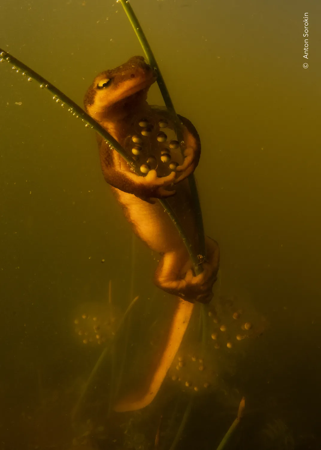 an orange newt wraps its front arms around two blades of grass and a sac of eggs, its back feet clasped together around the plants