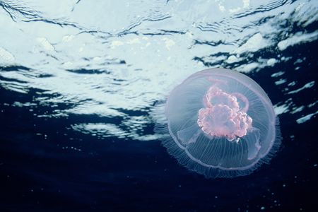 In Asia, many jellyfish species find their way into cuisine. The largely tasteless animals are used predominately for their texture.