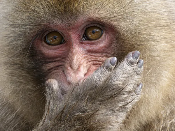 Silent Gesture thumbnail