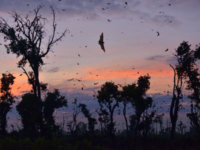 Straw-colored fruit bats typically start drifting into the park around October and leave in January.