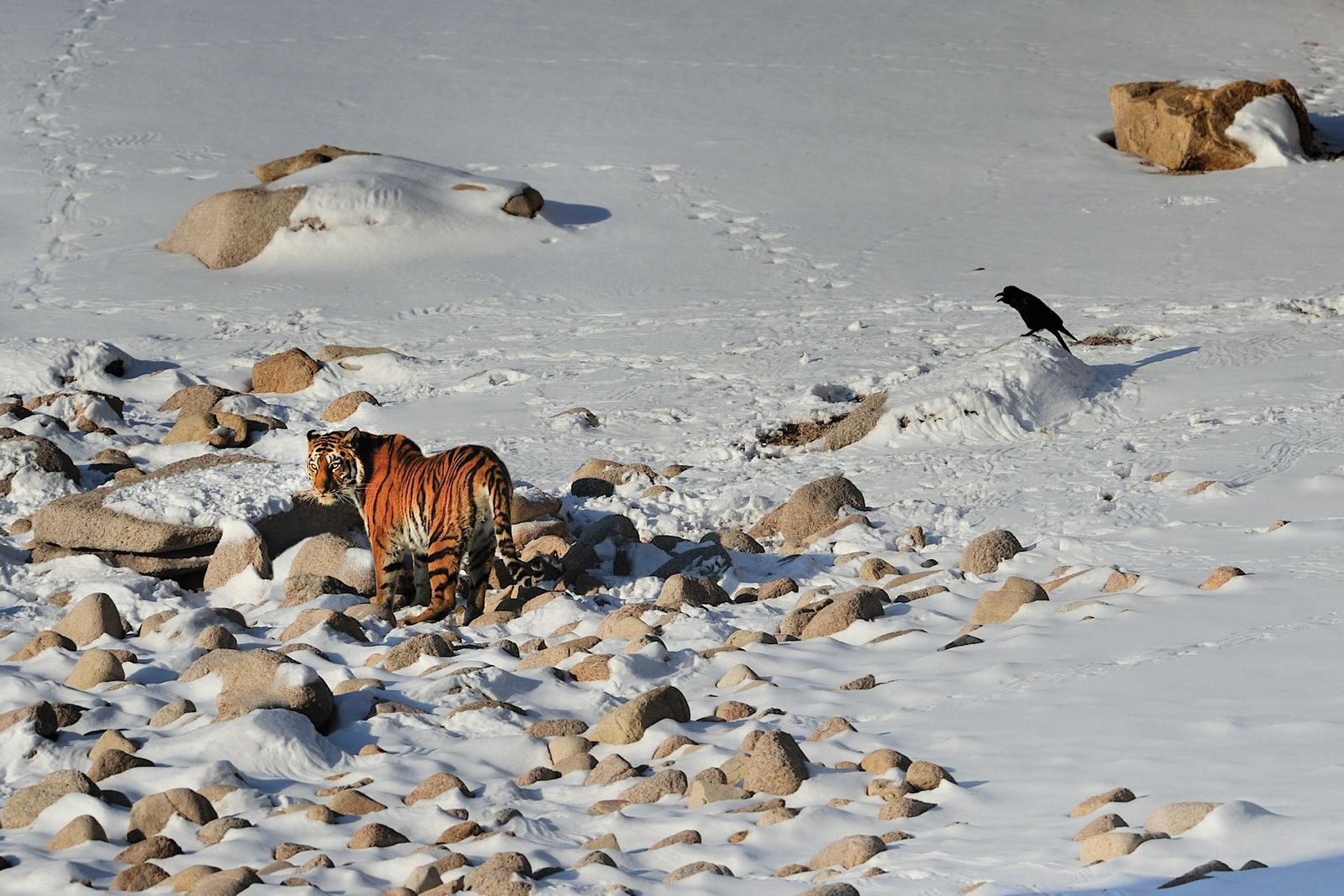 Rare Amur Tigers Born at Minnesota Zoo on Mother's Day