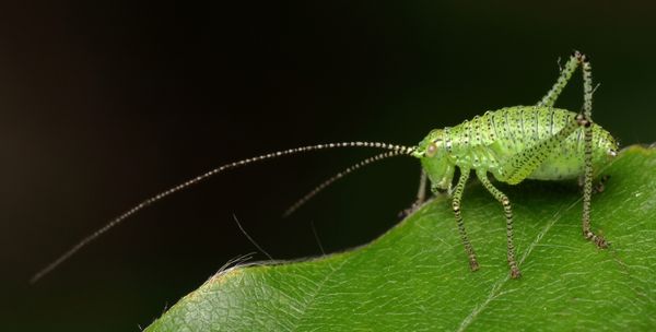 Speckled Bush-Cricket Nymph thumbnail