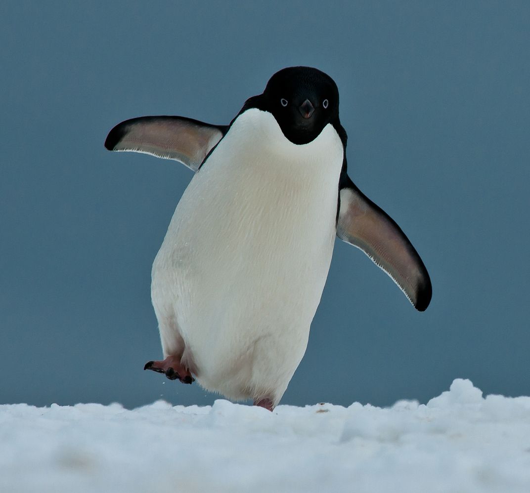 adelie penguin foot in the air | Smithsonian Photo Contest  