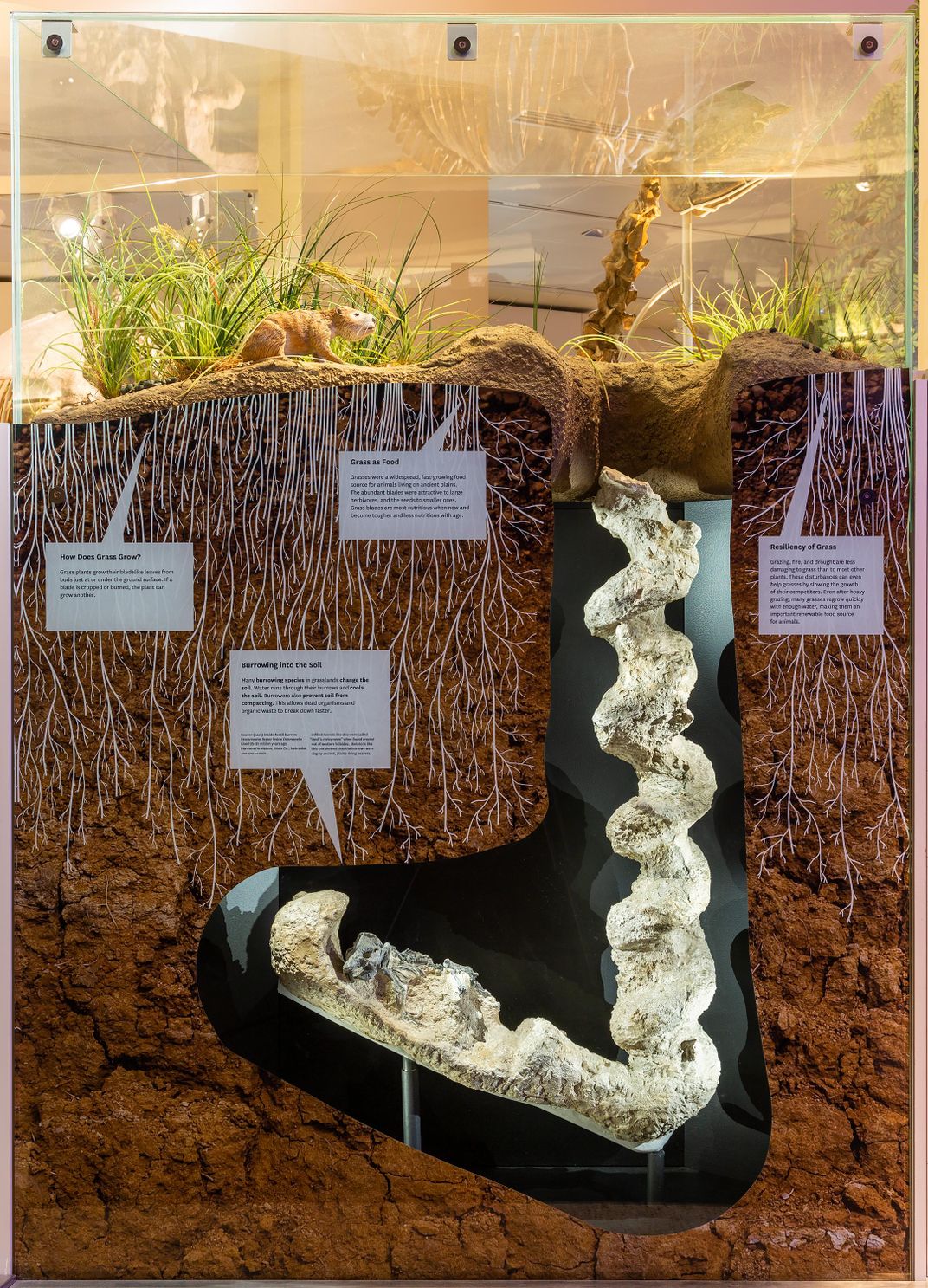 Exhibit in Fossil Hall of burrow