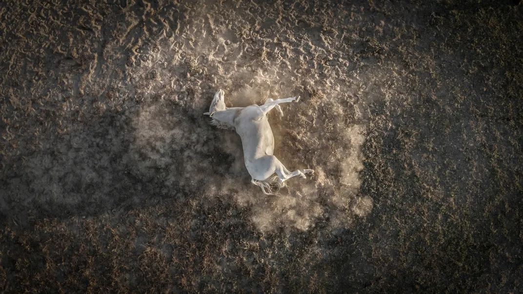 a white horse lies on the ground on its side, rolling in the dirt and spotlighted against the outer part of the photo