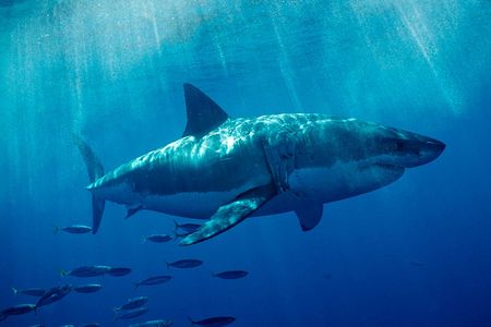 Great white sharks travel hundreds of miles to specific locations in the world’s oceans.