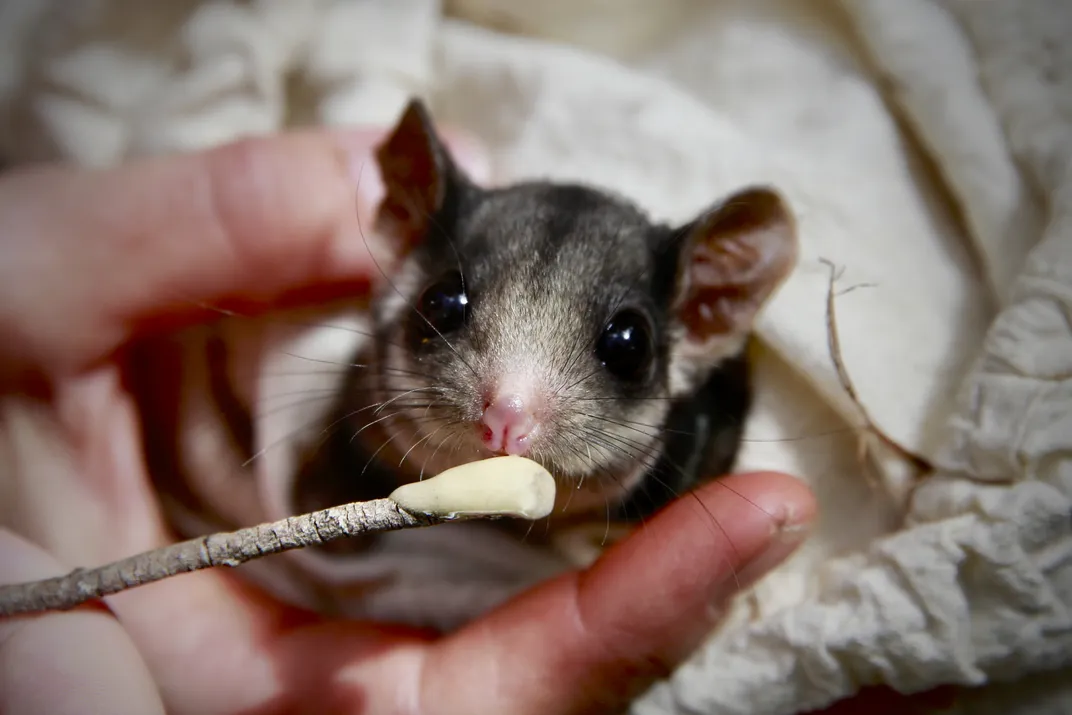 Tiny creature being held in human hand