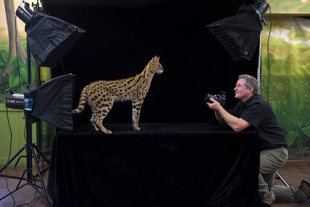 a spotted wild cat stands on a stage draped in black cloth with a light behind it and Joel squatting in front and smiling with his camera