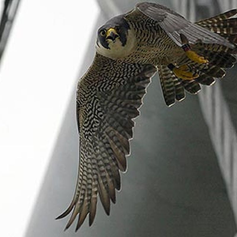 Red-tailed Hawk  The Peregrine Fund