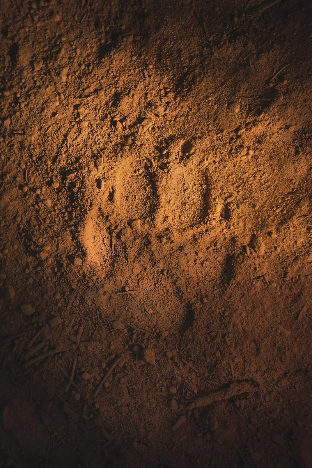 wolf's paw print