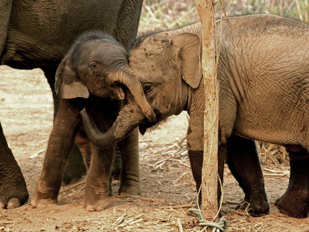Like Humans, Elephants Console One Another When Times Get Tough | Smart  News| Smithsonian Magazine