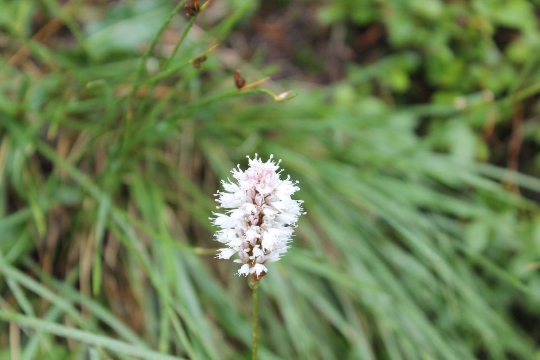 fluffy-white-flower-smithsonian-photo-contest-smithsonian-magazine