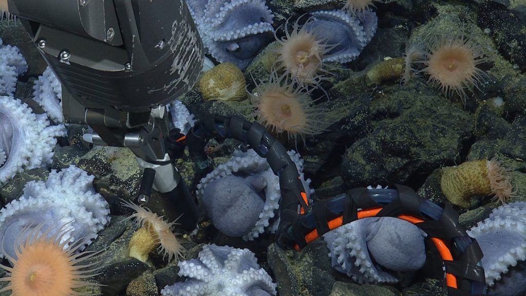 white octopuses, some upside-down with their tentacles out, on the seafloor with some anemones and other creatures. A mechanical arm is in the middle