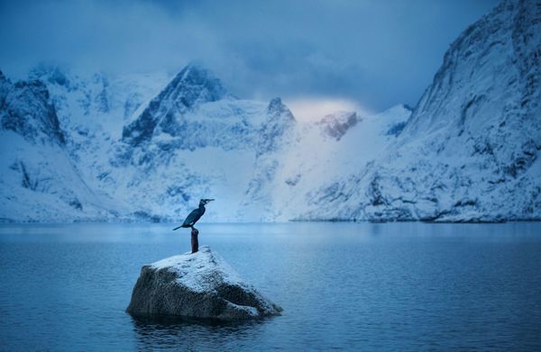 I spent a lot of time in the company of this cormorant. It was as if he was waiting for me to find the best position for the shot. After I found it and took the picture, it flew away.