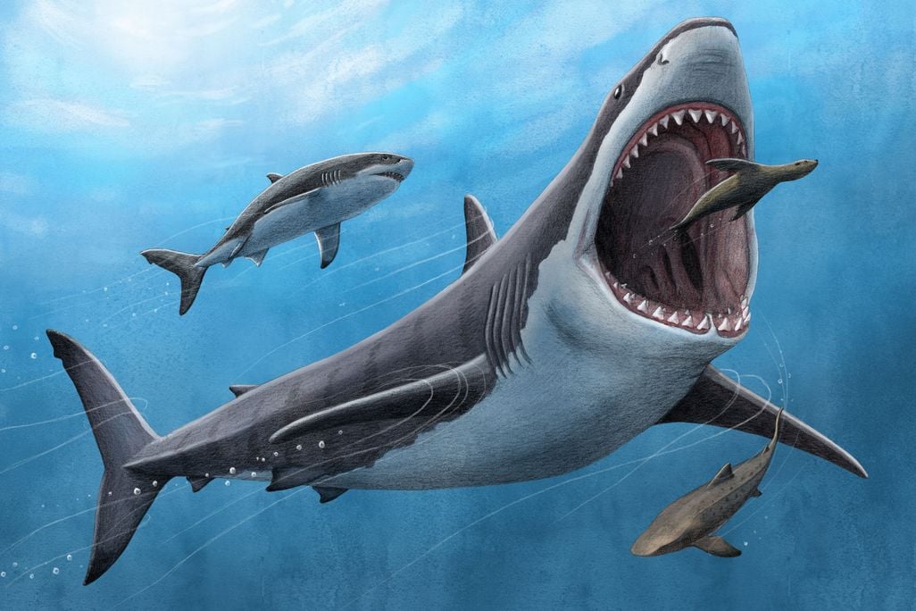 a drawing of a massive megalodon eating a sea lion-like animal with smaller sharks nearby