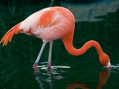 Flamingos depend on plant-derived chemical compounds to color their feathers, legs and beaks.