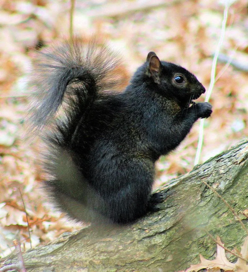 Interspecies Breeding Is Responsible for Some Squirrels’ Black Coloring